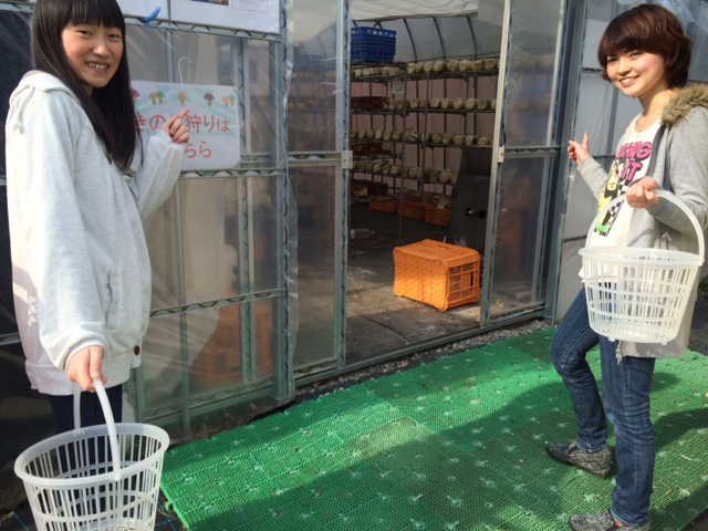 きのこ狩りの手順 3