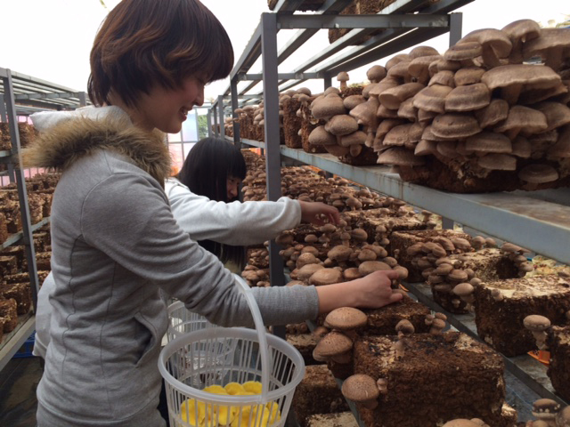 きのこ狩りの手順 4